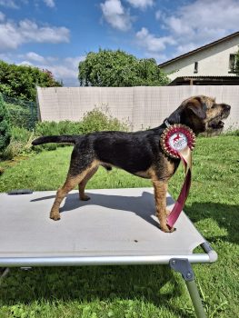 chiots border Terrier